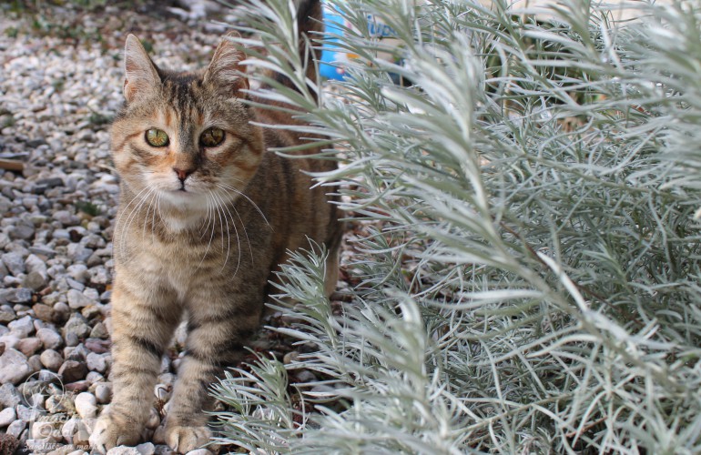 Ofelija-417650f24e Ofelija